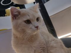 -COLOR PETS 撸猫馆·购猫·猫咖(长风大悦城店)
