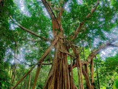 -中国科学院西双版纳热带植物园