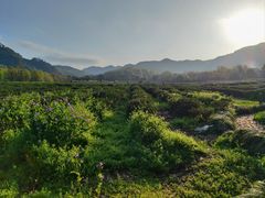 -野蔓果·山野菜(西湖景区·龙井茶田店)