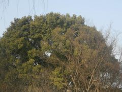 -范蠡湖公园