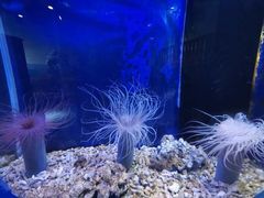 -沙沙哗啦海洋馆(华宇百花谷店)