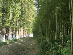 -黄海国家森林公园