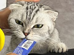 -猫房·猫吧·猫咖(龙湖时代汇店)