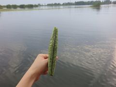 -白洋淀景区