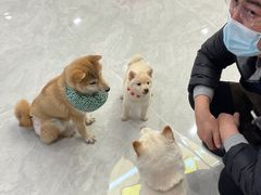 -柴犬小屋·柴餐厅·狗咖食堂(金鼎广场店)