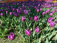 -长春公园(普阳街道)