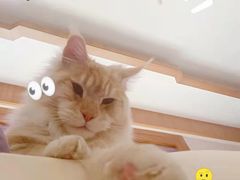 -十年猫舍·猫咪专门店(普陀店)