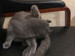 -猫友咖啡店(玉林西路店)