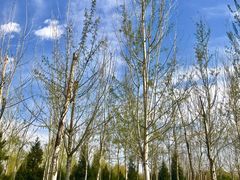 -永定河休闲森林公园