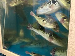 -天正河鲀·河豚亭(大连店)