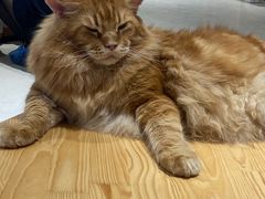 -藏猫猫咖啡主题馆(中央大道店)