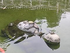 -凤凰山公园-龙王古庙