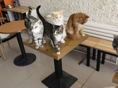 -平行世界·猫咖(首经贸店)