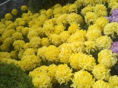 -莲湖公园