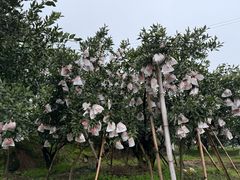 -樱桃山旅游景区