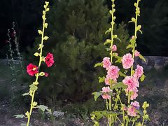 -北京西山国家森林公园