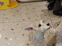 -FAELING PETS美天灵宠物(合生汇店)