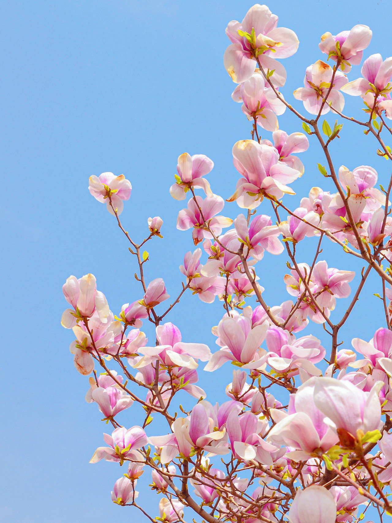 春天里,和玉兰花的n次约会