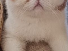 -飞行喵MR PILOT|猫舍·猫咖(静安大融城店)