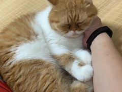 -申普宠物医院·心脏介入·心血管微创(总院)