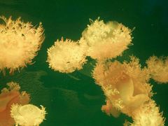 -福州罗源湾海洋世界旅游区