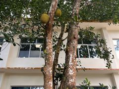 -中国科学院西双版纳热带植物园