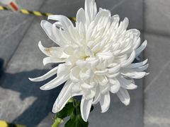 -侵华日军南京大屠杀遇难同胞纪念馆