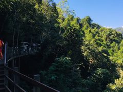 -西双版纳原始森林公园