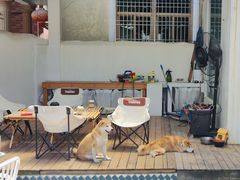 -有猫主题·治愈系猫咖(曾厝垵店)