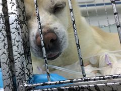-达爱动物医院·犬猫分区·CT·复杂眼科(远洋山水分院)