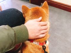 -宠爱国际动物医院· 猫科· 外科·中兽医(长白店)