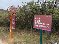 -贵州百里杜鹃风景名胜区