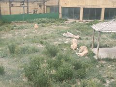 -新疆天山野生动物园