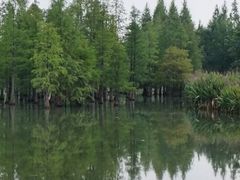 -白鹭湾湿地公园
