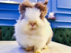 -藦茜花园宠物主题亲子互动体验馆(国顺东路店)