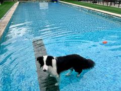 -汪说喵讲宠物乐园宠物酒店(红星美凯龙店)