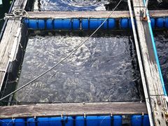 -蓝湾碧波·老字号·疍家非遗海上餐厅