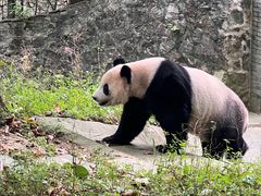 -都江堰中华大熊猫苑