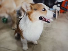 -汪说·狗咖(旺城大厦店)