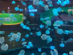 -华夏文旅海洋公园