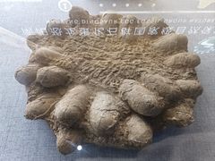 -西峡恐龙遗迹园