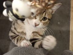 -猫儿山۰猫主题餐厅