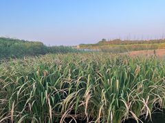 -春花秋色城市公园