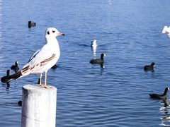 -西昌邛海湿地