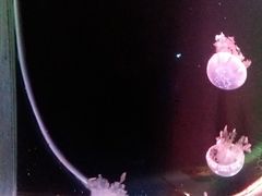 -大连圣亚海洋世界