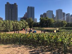 -长白岛森林公园