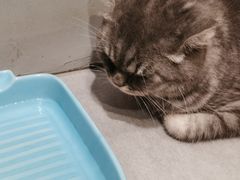 -猫儿山۰猫主题餐厅