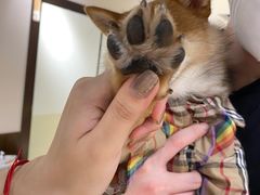 -逗柴咖啡屋·狗咖猫咖宠物桌游