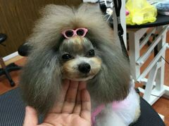 -鑫艺宠物美容培训学校