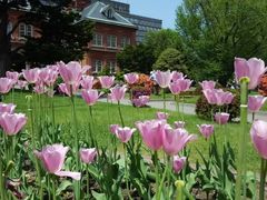 -北海道厅旧本厅舍(旧本庁舎)